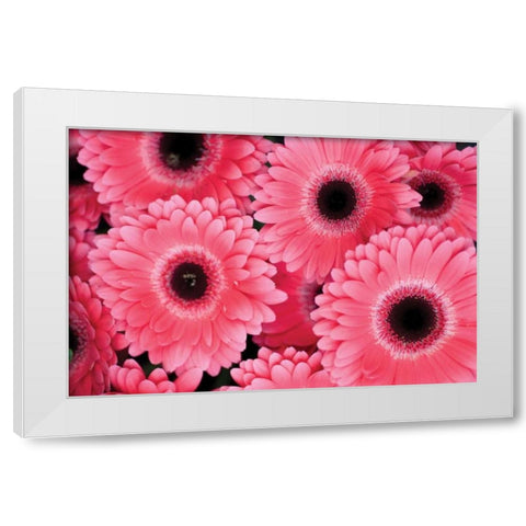 Pink Gerbera Daisies III White Modern Wood Framed Art Print by Berzel, Erin