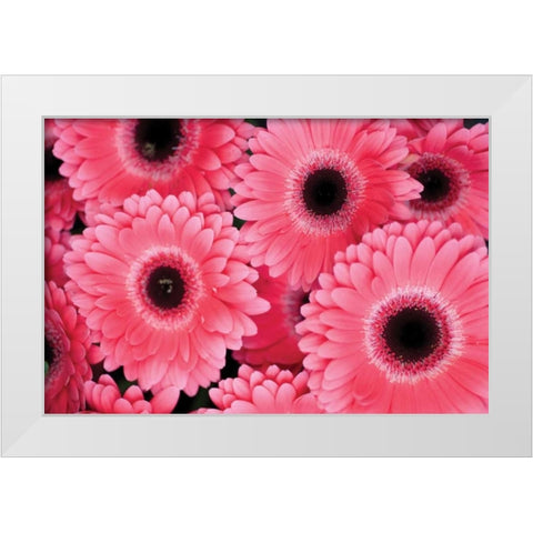 Pink Gerbera Daisies III White Modern Wood Framed Art Print by Berzel, Erin