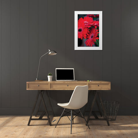 Red Gerbera Daisies I White Modern Wood Framed Art Print by Berzel, Erin