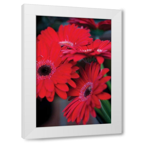 Red Gerbera Daisies I White Modern Wood Framed Art Print by Berzel, Erin