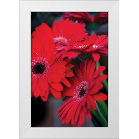 Red Gerbera Daisies I White Modern Wood Framed Art Print by Berzel, Erin