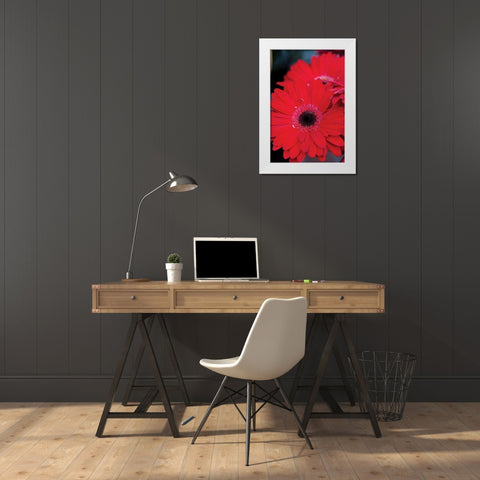 Red Gerbera Daisies II White Modern Wood Framed Art Print by Berzel, Erin