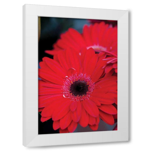 Red Gerbera Daisies II White Modern Wood Framed Art Print by Berzel, Erin