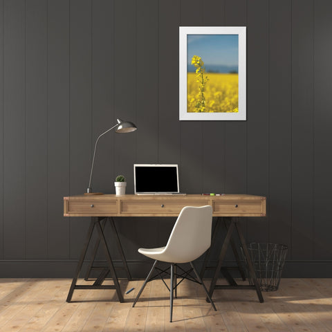 Canola Close-up White Modern Wood Framed Art Print by Berzel, Erin