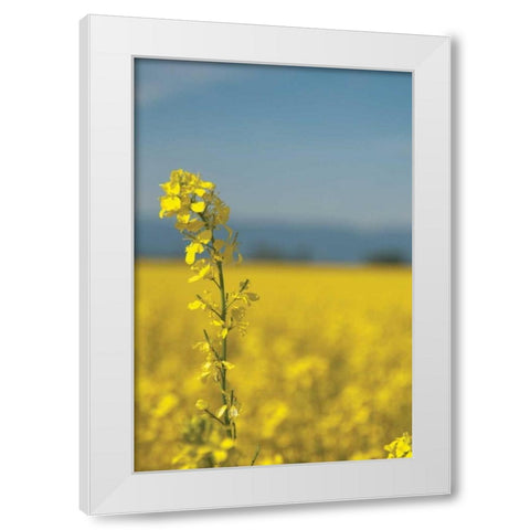 Canola Close-up White Modern Wood Framed Art Print by Berzel, Erin