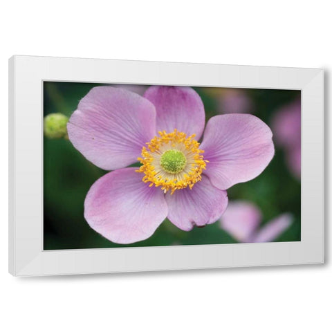 Anemone I White Modern Wood Framed Art Print by Berzel, Erin