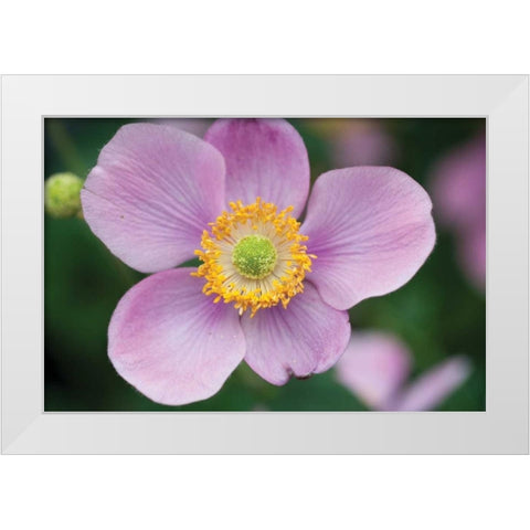 Anemone I White Modern Wood Framed Art Print by Berzel, Erin