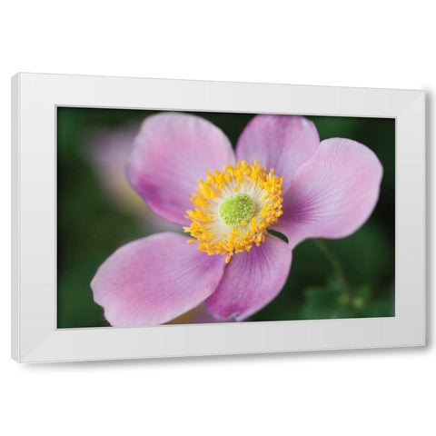 Anemone II White Modern Wood Framed Art Print by Berzel, Erin