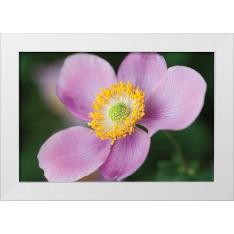 Anemone II White Modern Wood Framed Art Print by Berzel, Erin