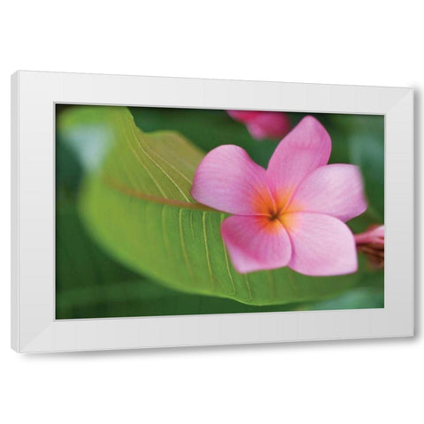 Plumeria I White Modern Wood Framed Art Print by Berzel, Erin