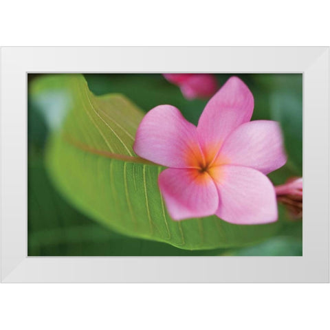 Plumeria I White Modern Wood Framed Art Print by Berzel, Erin