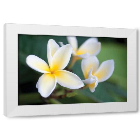 Plumeria II White Modern Wood Framed Art Print by Berzel, Erin