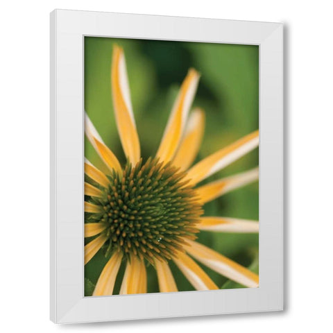 Echinacea I White Modern Wood Framed Art Print by Berzel, Erin