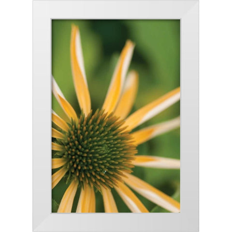 Echinacea I White Modern Wood Framed Art Print by Berzel, Erin
