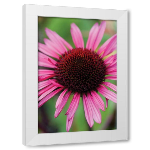 Echinacea III White Modern Wood Framed Art Print by Berzel, Erin