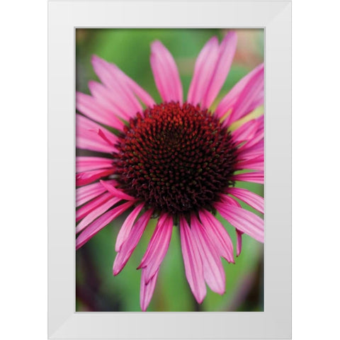 Echinacea III White Modern Wood Framed Art Print by Berzel, Erin