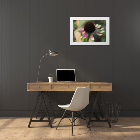 Echinacea VI White Modern Wood Framed Art Print by Berzel, Erin