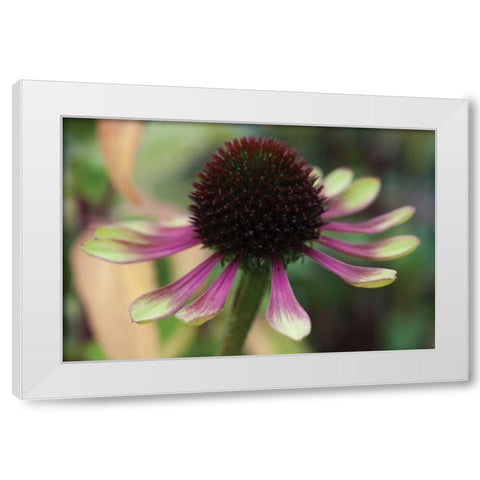 Echinacea VI White Modern Wood Framed Art Print by Berzel, Erin