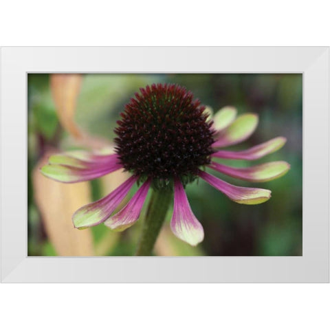 Echinacea VI White Modern Wood Framed Art Print by Berzel, Erin