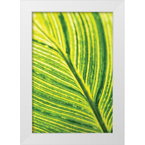 Leaf Detail III White Modern Wood Framed Art Print by Berzel, Erin