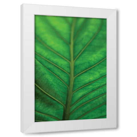 Leaf Detail V White Modern Wood Framed Art Print by Berzel, Erin
