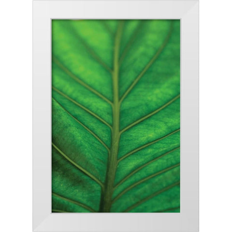 Leaf Detail V White Modern Wood Framed Art Print by Berzel, Erin
