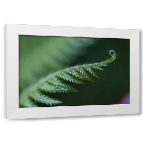 Fern Detail I White Modern Wood Framed Art Print by Berzel, Erin