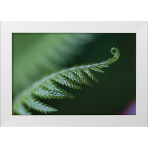 Fern Detail I White Modern Wood Framed Art Print by Berzel, Erin