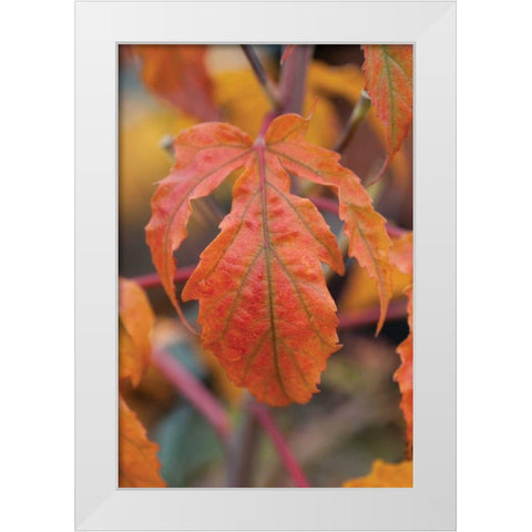 Orange Leaves I White Modern Wood Framed Art Print by Berzel, Erin