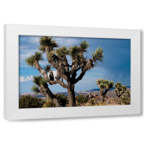 Joshua Tree VI White Modern Wood Framed Art Print by Berzel, Erin
