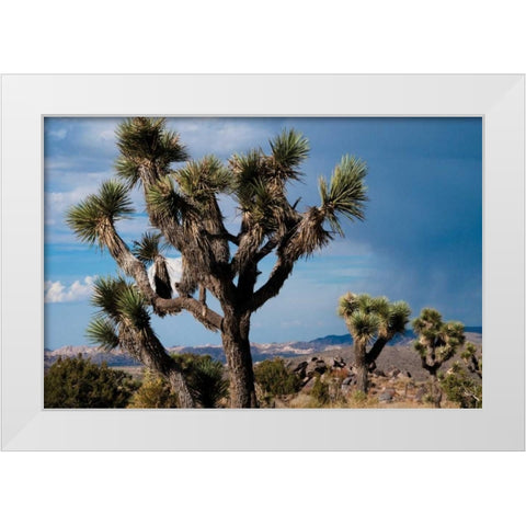 Joshua Tree VI White Modern Wood Framed Art Print by Berzel, Erin