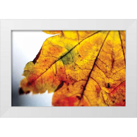 Autumn Colors I White Modern Wood Framed Art Print by Berzel, Erin