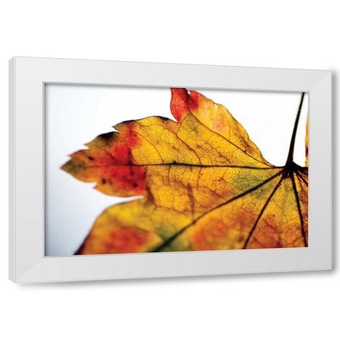 Autumn Colors II White Modern Wood Framed Art Print by Berzel, Erin