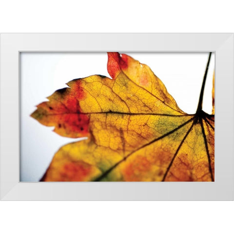 Autumn Colors II White Modern Wood Framed Art Print by Berzel, Erin