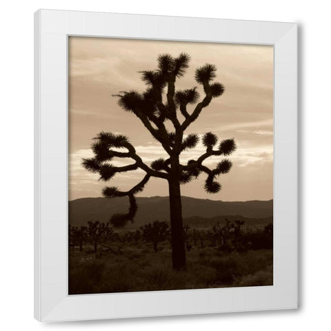 Yucca Brevifolia III White Modern Wood Framed Art Print by Berzel, Erin
