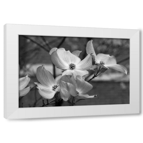Dogwood Blossoms I BW White Modern Wood Framed Art Print by Berzel, Erin