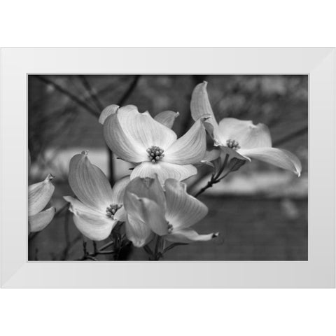 Dogwood Blossoms I BW White Modern Wood Framed Art Print by Berzel, Erin