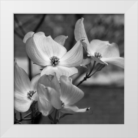 Dogwood Blossoms I BW Sq White Modern Wood Framed Art Print by Berzel, Erin