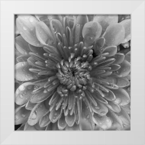 BW Mum Sq II White Modern Wood Framed Art Print by Berzel, Erin