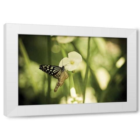 Butterfly I White Modern Wood Framed Art Print by Berzel, Erin