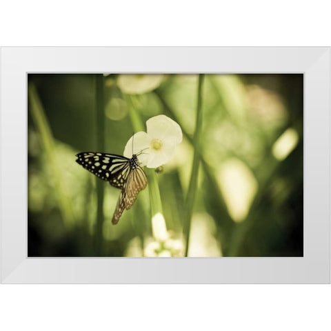Butterfly I White Modern Wood Framed Art Print by Berzel, Erin