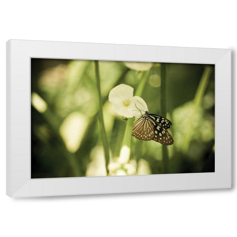Butterfly II White Modern Wood Framed Art Print by Berzel, Erin