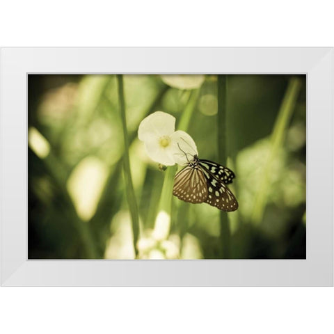 Butterfly II White Modern Wood Framed Art Print by Berzel, Erin