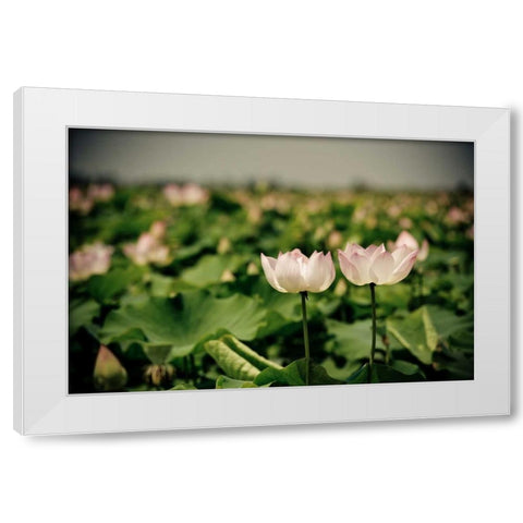 Lotus Flowers I White Modern Wood Framed Art Print by Berzel, Erin