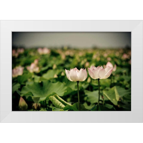 Lotus Flowers I White Modern Wood Framed Art Print by Berzel, Erin