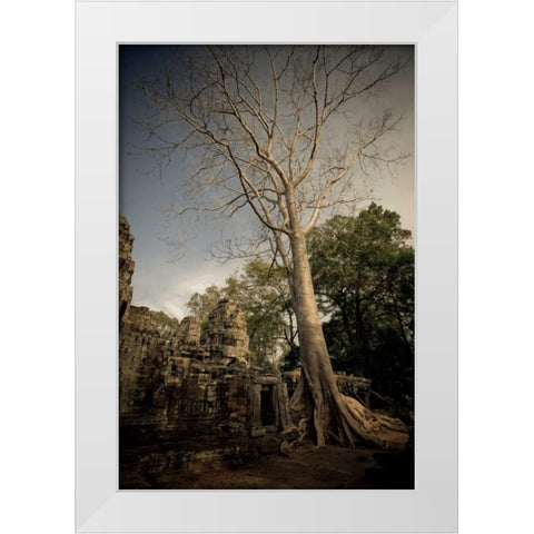 Silk Cotton Tree White Modern Wood Framed Art Print by Berzel, Erin