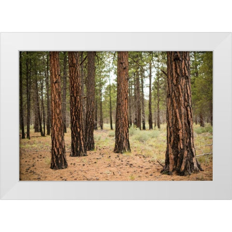 Willamette Natl Forest I White Modern Wood Framed Art Print by Berzel, Erin