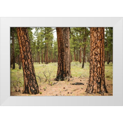 Willamette Natl Forest II White Modern Wood Framed Art Print by Berzel, Erin