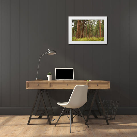 Willamette Natl Forest III White Modern Wood Framed Art Print by Berzel, Erin