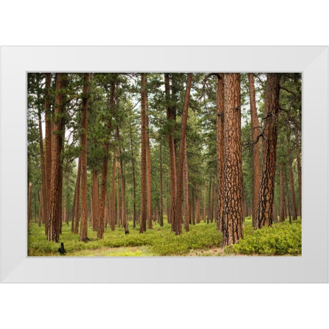 Willamette Natl Forest IV White Modern Wood Framed Art Print by Berzel, Erin